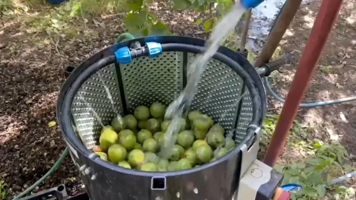 adilcevaz cevizi hasat sezonu basladi J6naHIPR