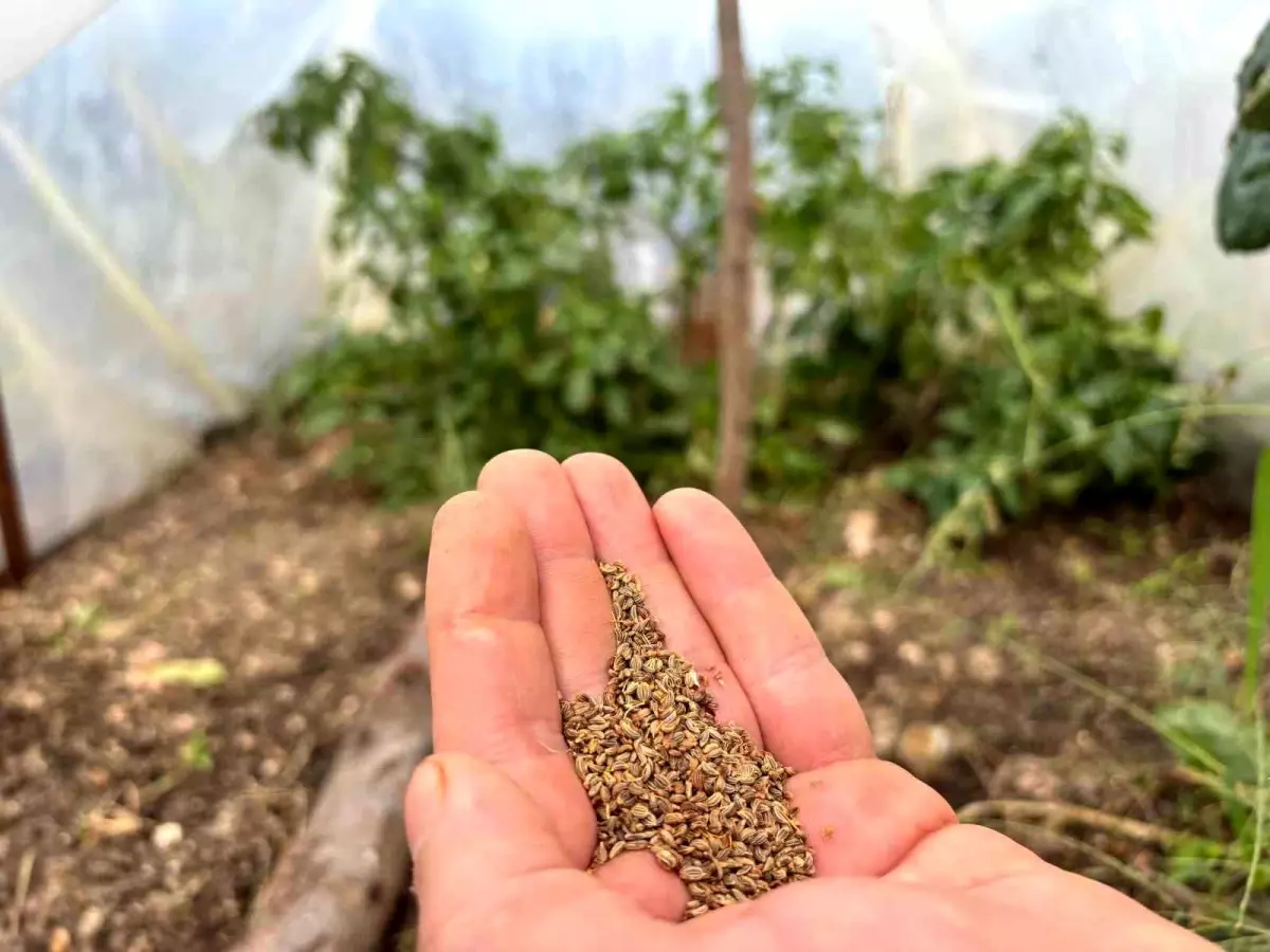 ata tohumu ile farkindalik hareketi FKqdbOck.jpg