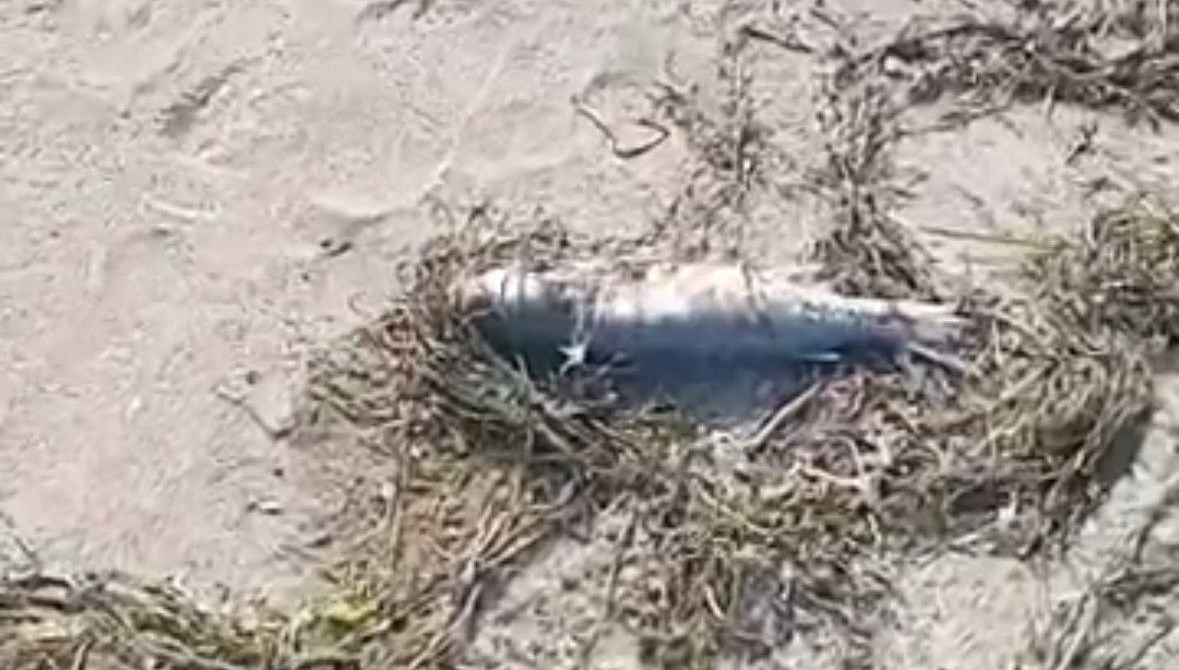 sahilde cok sayida balik olu bulundu Ggs89ElH.jpg