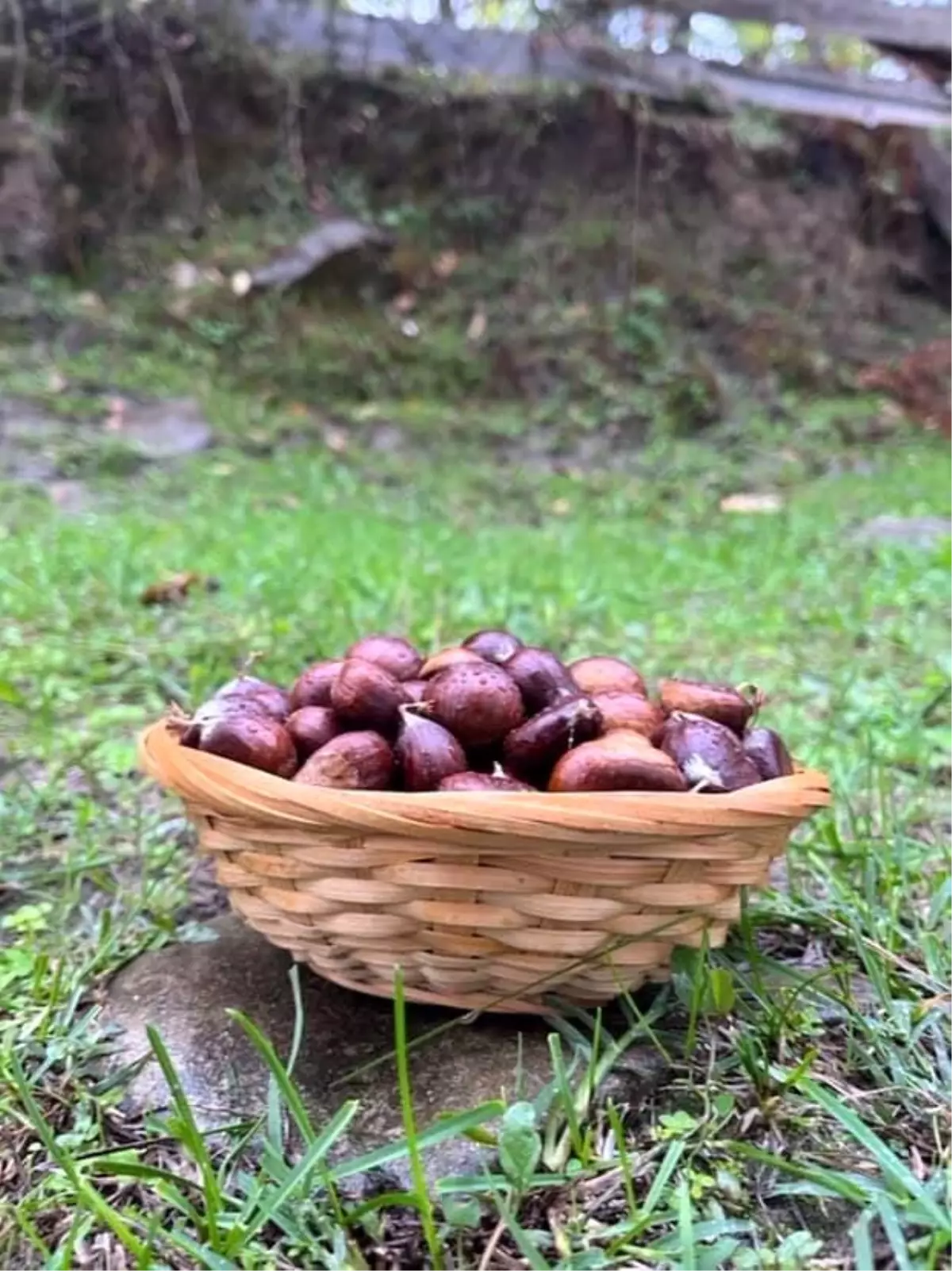 sinopta kestane sezonu basladi gelenegi yasatiyorlar ECWTyntS.jpg