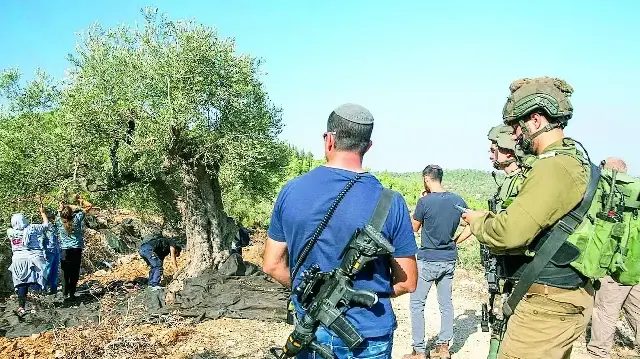 zeytin agaclari icin ozel ordu VJDrNHkJ