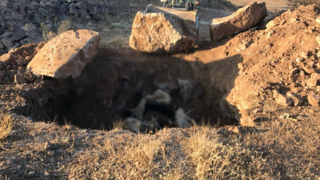 akpli sandikli belediyesinde kopekleri topluca oldurduler iddiasi qi6zYtZy.jpg