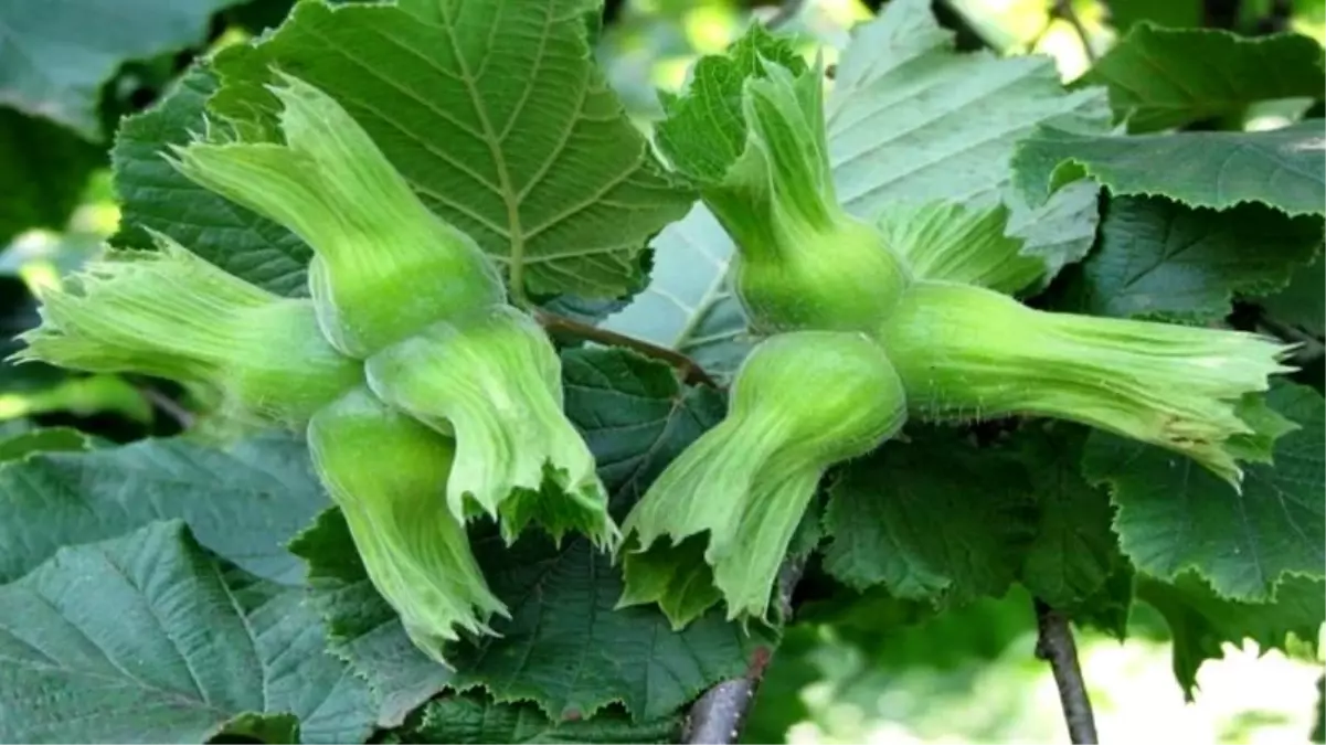 duzceden ab ulkelerine 15 bin ton findik ihracati a7WDQKrV.jpg