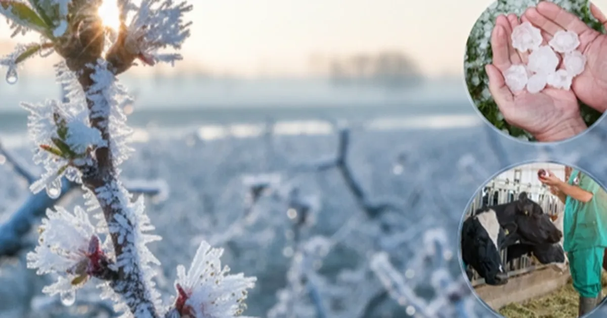 ekimde ureticilere 116 milyar tl hasar tazminati odendi 1Ica5wOl.webp