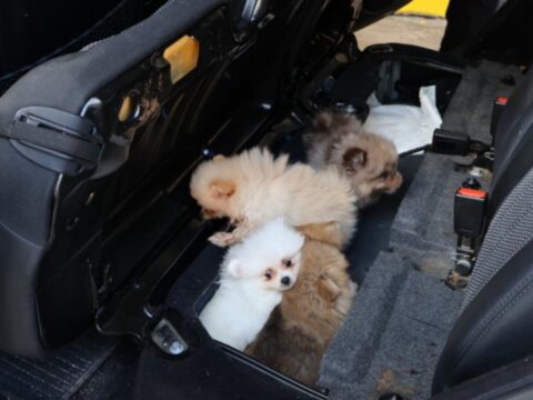 Bakanlik duyurdu pomeranian cinsi 5 kopek yavrusu ele gecirildi ulVYuGEH