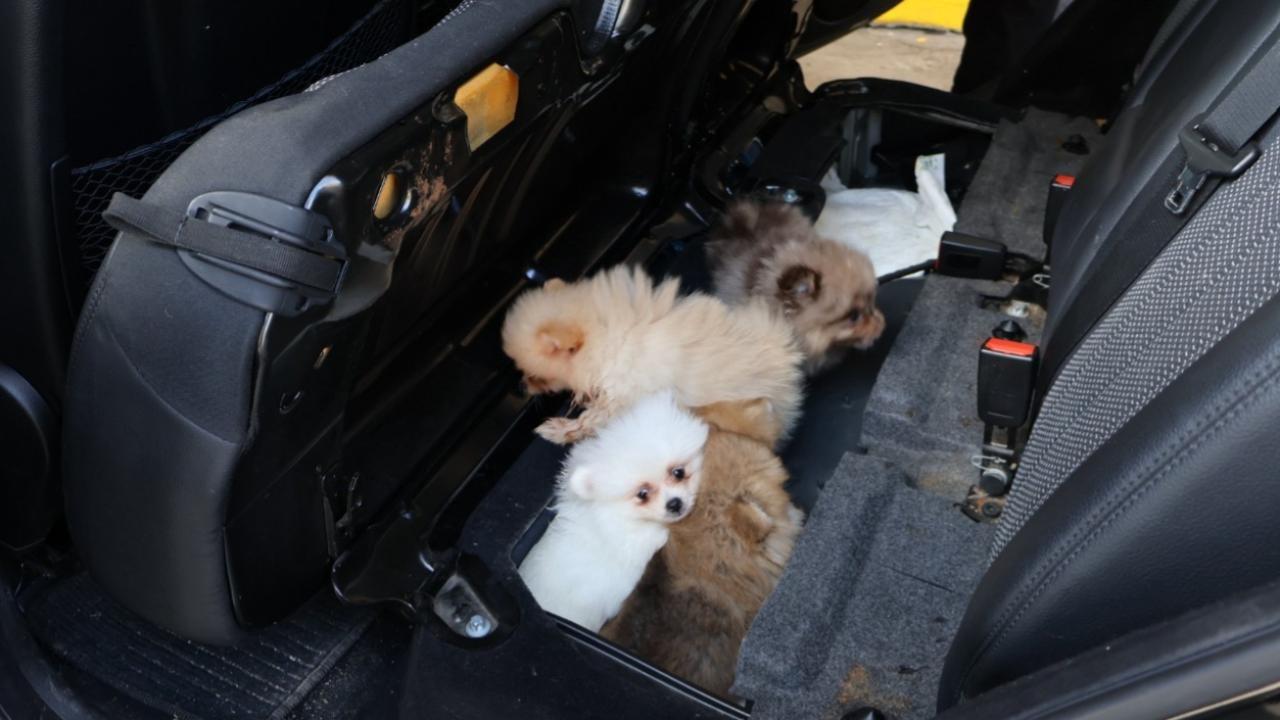 Bakanlık duyurdu: “Pomeranian” cinsi 5 köpek yavrusu ele geçirildi Bakanlik duyurdu pomeranian cinsi 5 kopek yavrusu ele gecirildi ulVYuGEH
